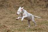 DOGUE ARGENTIN 176